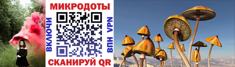 Псилоцибиновые грибы Psilocybe  где найти   Жигулёвск 